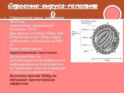 Определение рнк вируса гепатита c