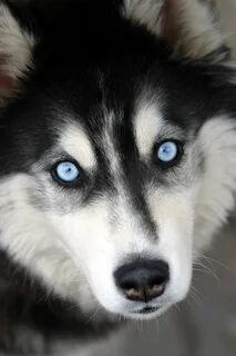 Хаски с синими глазами