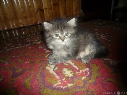 Котята в новокузнецке