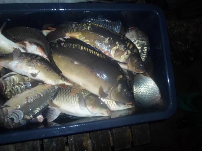 Карп 1. 5 кг. Карп 800 кг. Крутинка карп 9 кг. Свежий рыба сазан.
