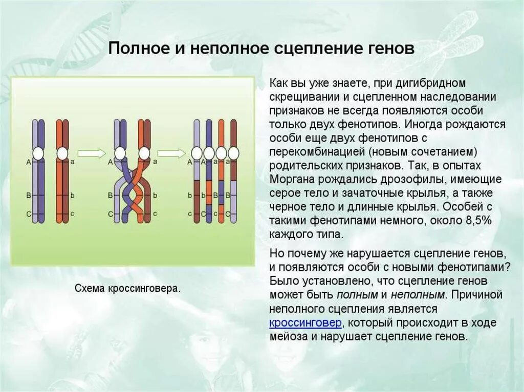 Типы сцепление генов полное неполное. Сцепленное наследование (полное и неполное сцепление. Сцепленное наследование генов полное и неполное сцепление. Наследование признаков при неполном сцеплении генов. Частота нарушения сцепления генов