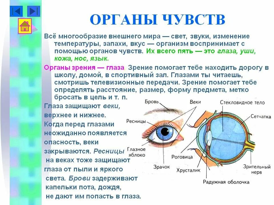 Строение глаза задание. Органы чувств глаза 3 класс окружающий мир. Органы чувств человека глаза орган зрения. Органы чувств человека рассказ. Орган чувств зрение доклад.