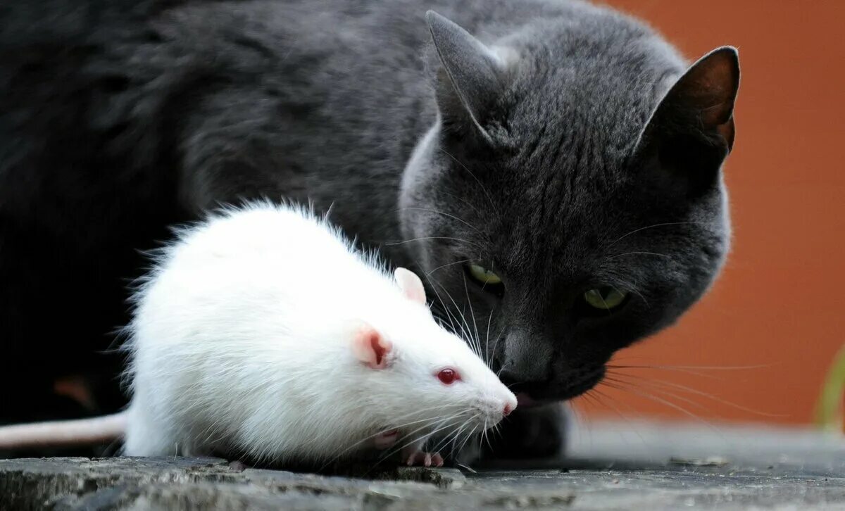 Кот и мыши. Кошка и крыса. Кошки-мышки. Черная кошка и крыса. Кошечку мышку