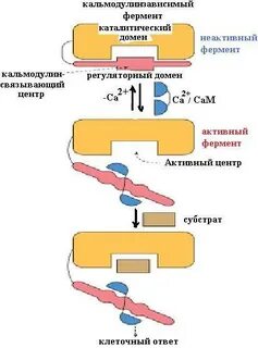 Кальмодулин это