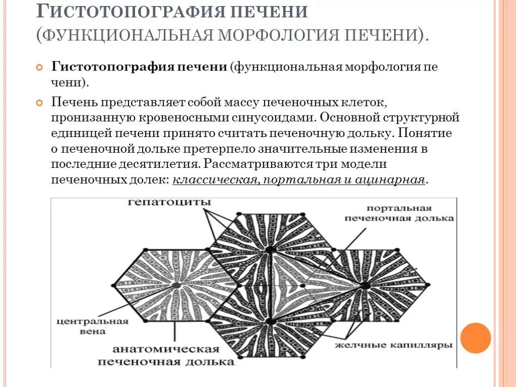 Функциональной единицей печени является. Печеночная долька структурно функциональная единица. Структурно-функциональная единица печени печеночная долька. Схема печеночной дольки. Гистотопография печени.