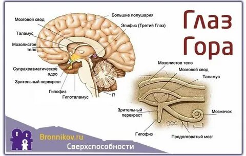 Точка гипоталамуса