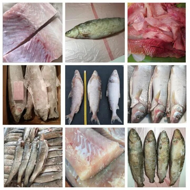 сиг цвет мяса