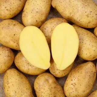 Сорт картофеля зекура