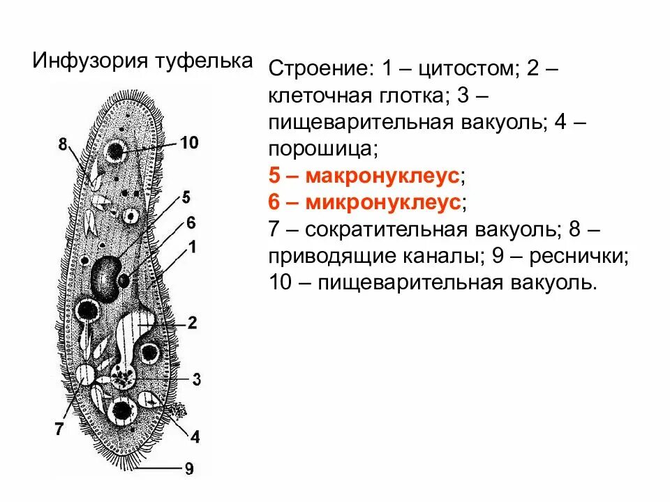 Структуры инфузории туфельки. Биология 5 класс инфузория туфелька строение. Инфузория туфелька цитостом. Макронуклеус инфузорий. Строение инфузории туфельки 5 класс биология.
