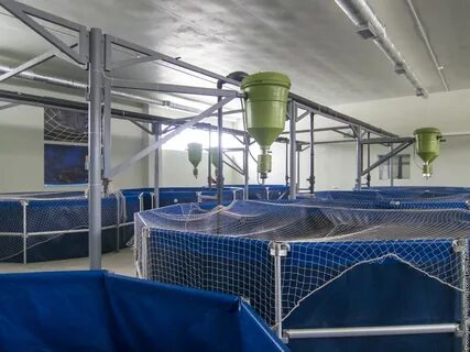 Форель в узв