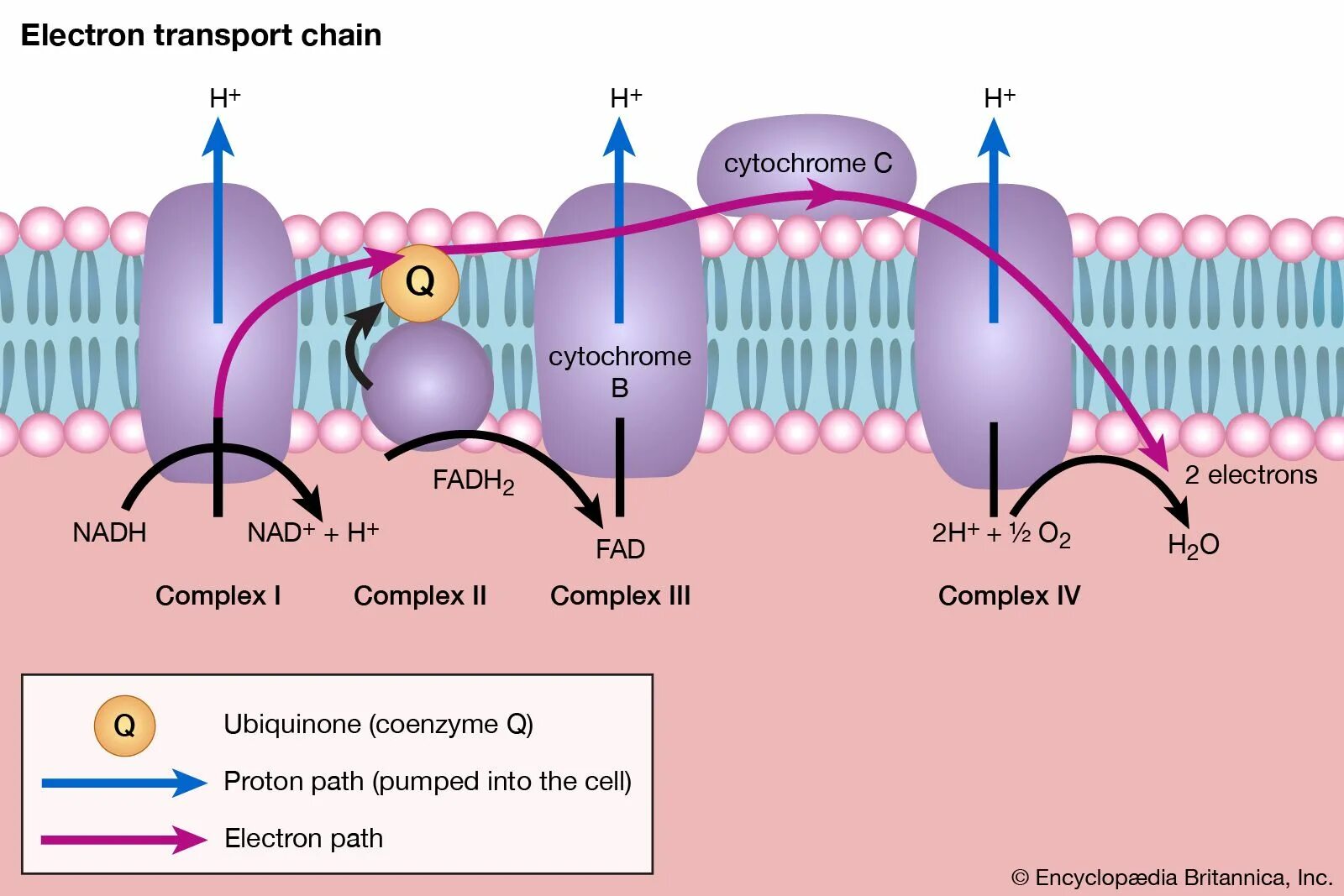 Electron main process. Electron transport chain. electron transfer chain. цикл переноса электронов. дыхательная цепь переноса электронов.