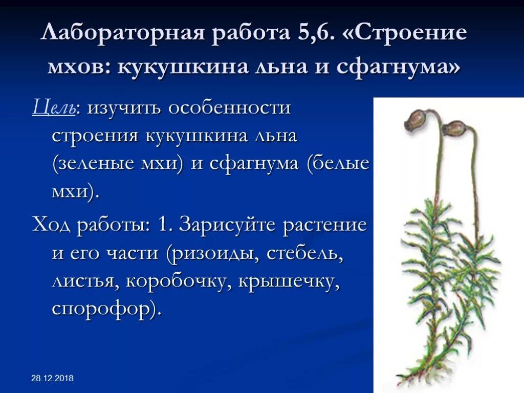 Лен особенности строения. Лен особенности строения