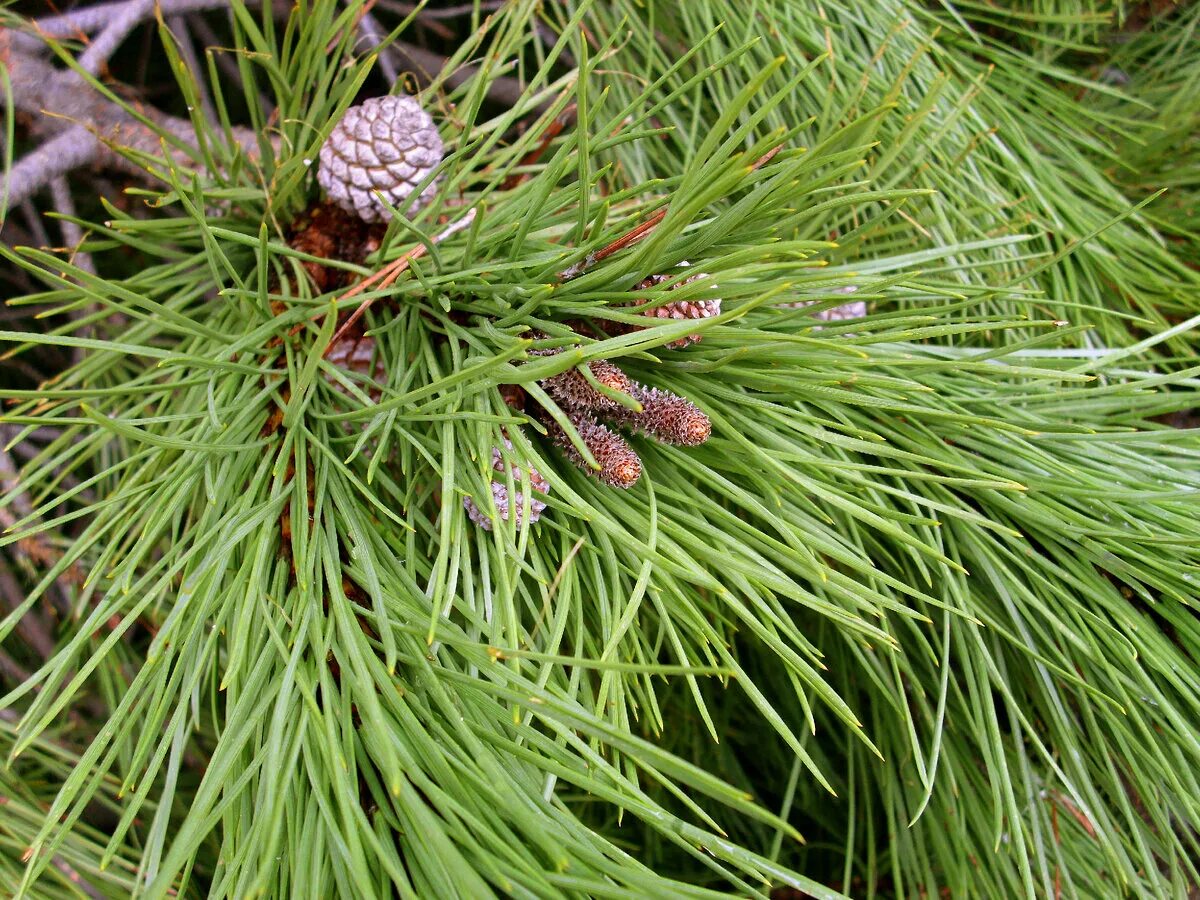 Пиния это. Pinus pinea. Пиния (Pinus pinea). Pinus pinea шишки. Средиземноморская сосна Пиния.