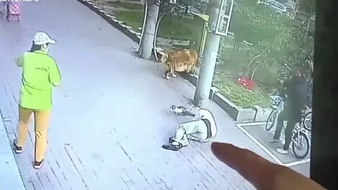 Кошка выпала из окна