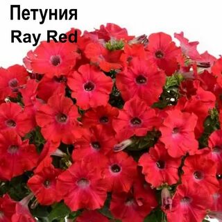 Петуния сюрпрайз ред