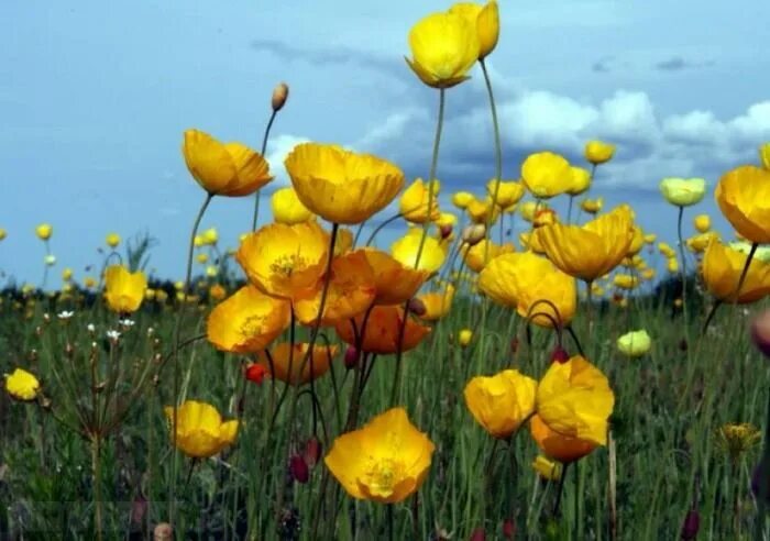 Free Images : nature, meadow, leaf, petal, bloom, botany, flora, wildflower, pop