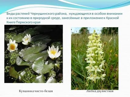 Растения пермского края занесенные в красную
