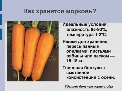 Как хранить очищенный морковь