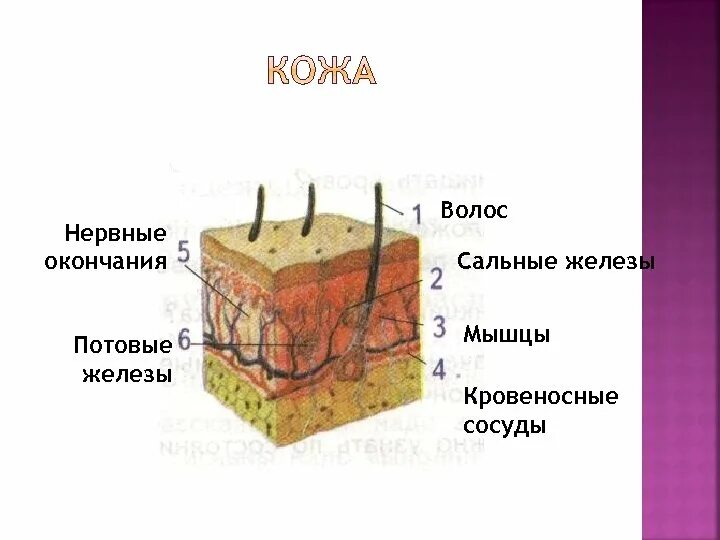 В каком слое находятся сосуды