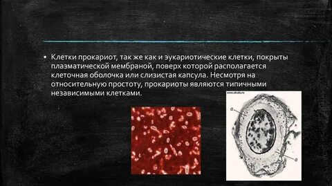 Каждая клетка покрыта
