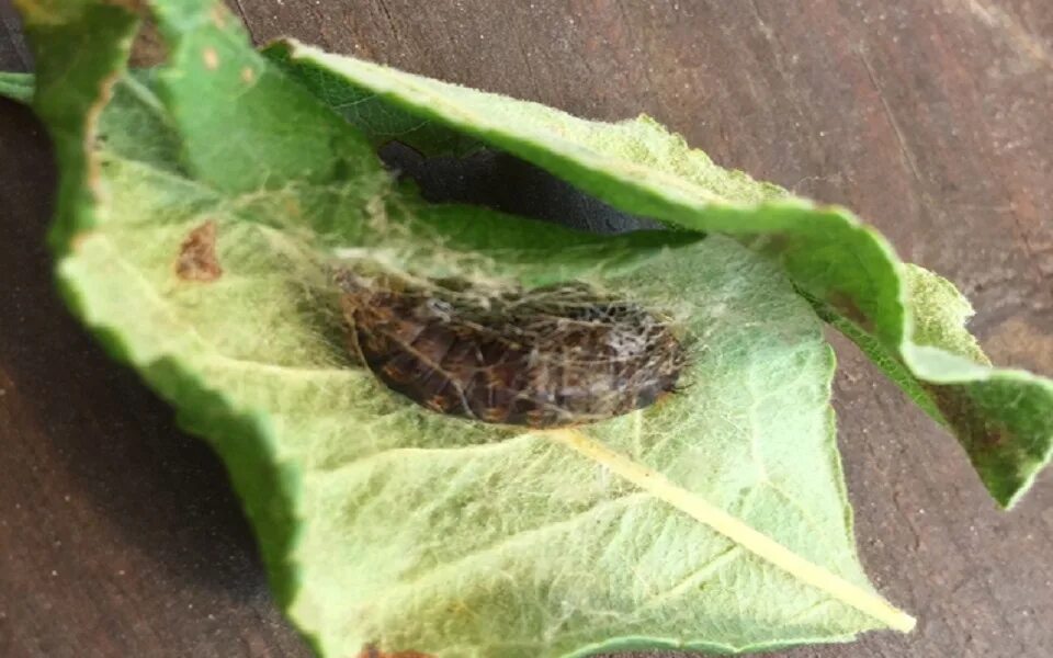 Шелкопряд рязань. Шелкопряд рязань непарный. Шелкопряд гусеница нашествие. Непарный шелкопряд рязанская область. Шелкопряд рязань 2023.