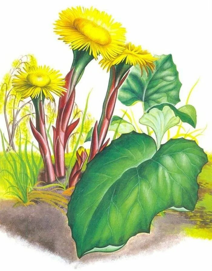 Покажи рисунки растений. Детям о мать и мачехе первоцветы. Полевые цветы мать и мачеха. Матьмачиха мать и мачеха рисунок. Мать и мачеха растение рисунок.