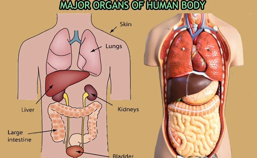 Internal organs. Органы человека. Внутренние органы. Расположение органов у человека. Макет человеческих органов.