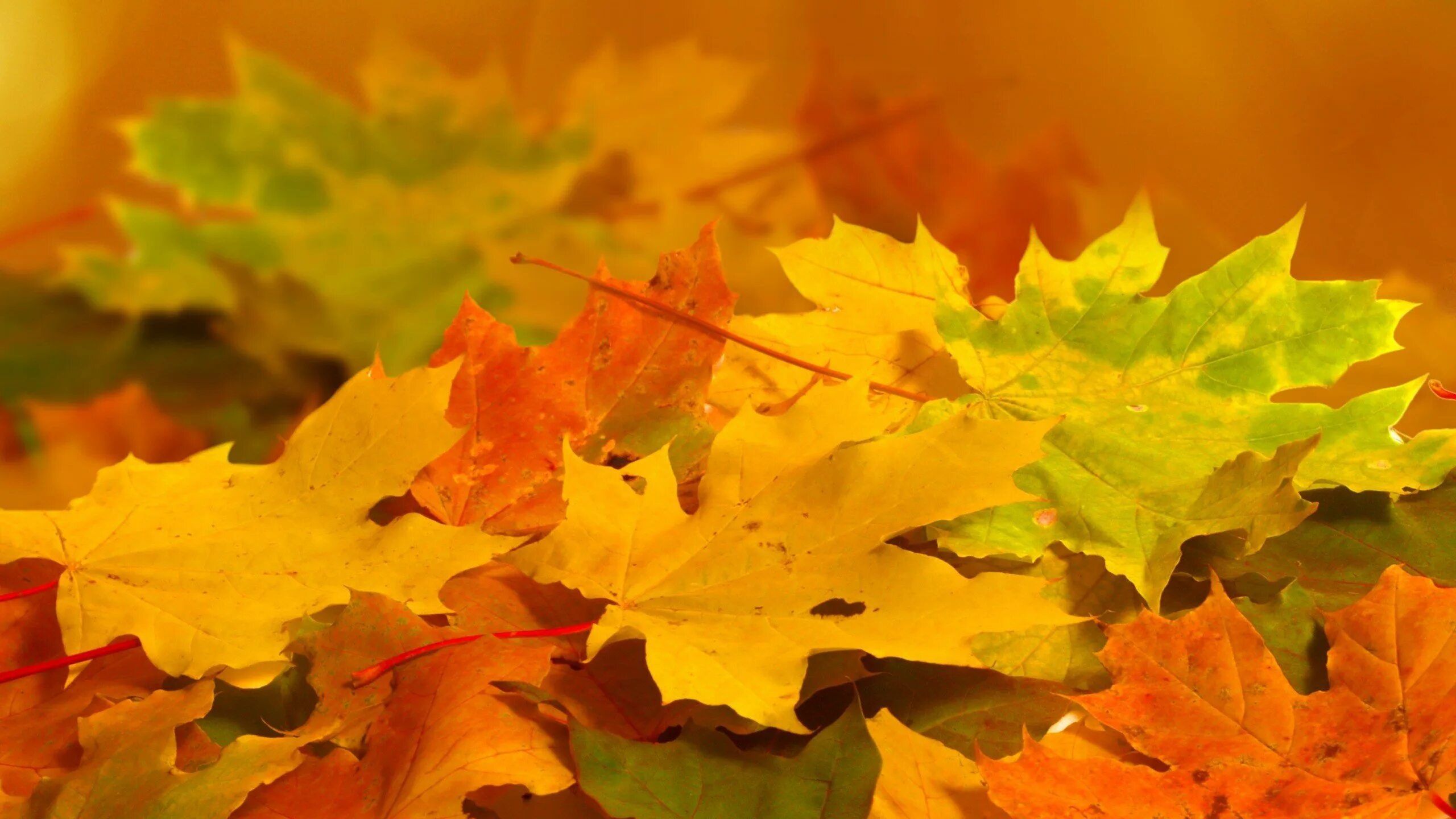 Золотом заполыхала листва. Желтый лист. Осень листья. Осенняя листва. Желтая листва.