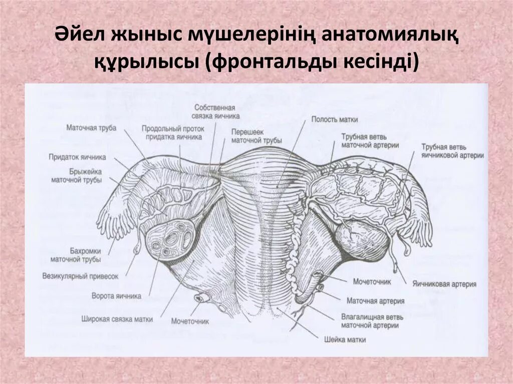 Яичник строение анатомия поверхности. Связки маточной трубы и яичника. Строение маточной трубы. Медиальная и латеральная поверхность яичника.