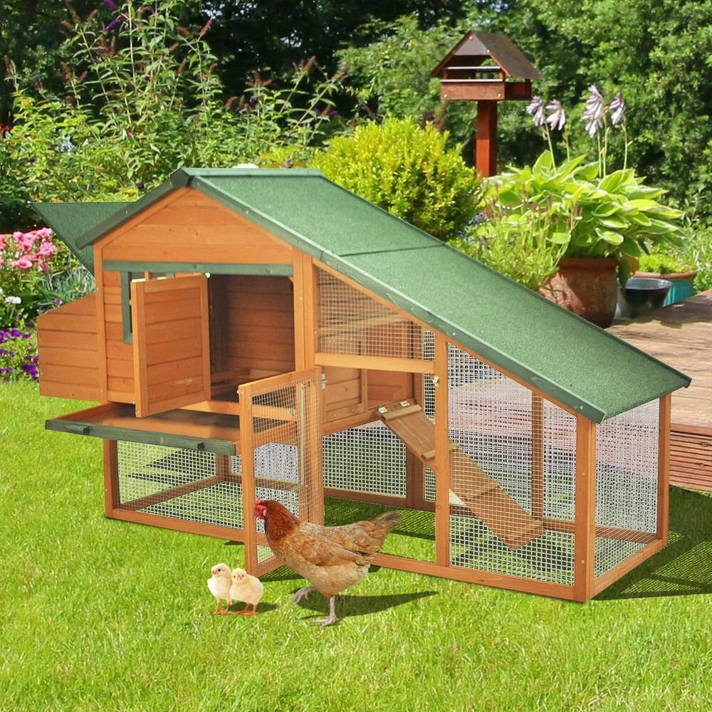 5 chickens