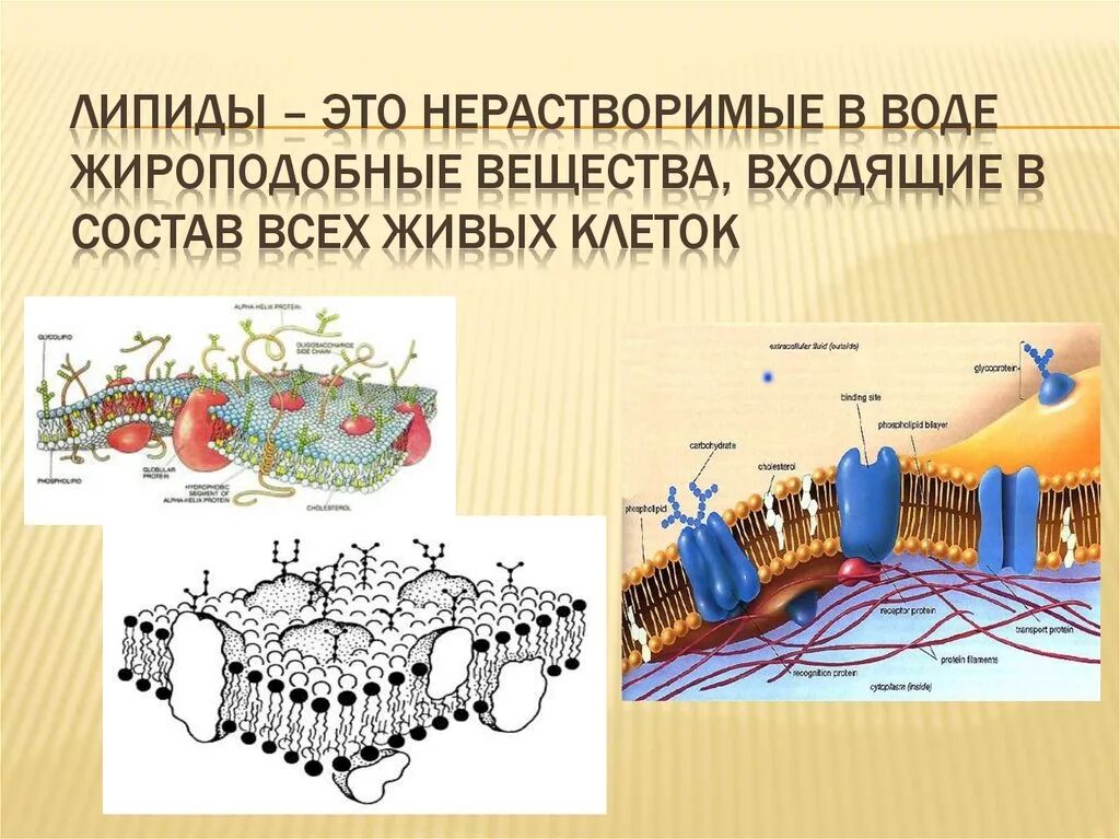Липиды выполняющие защитную функцию. Липиды жироподобные вещества. липиды это. химический состав лириды. липиды и жироподобные соединения.