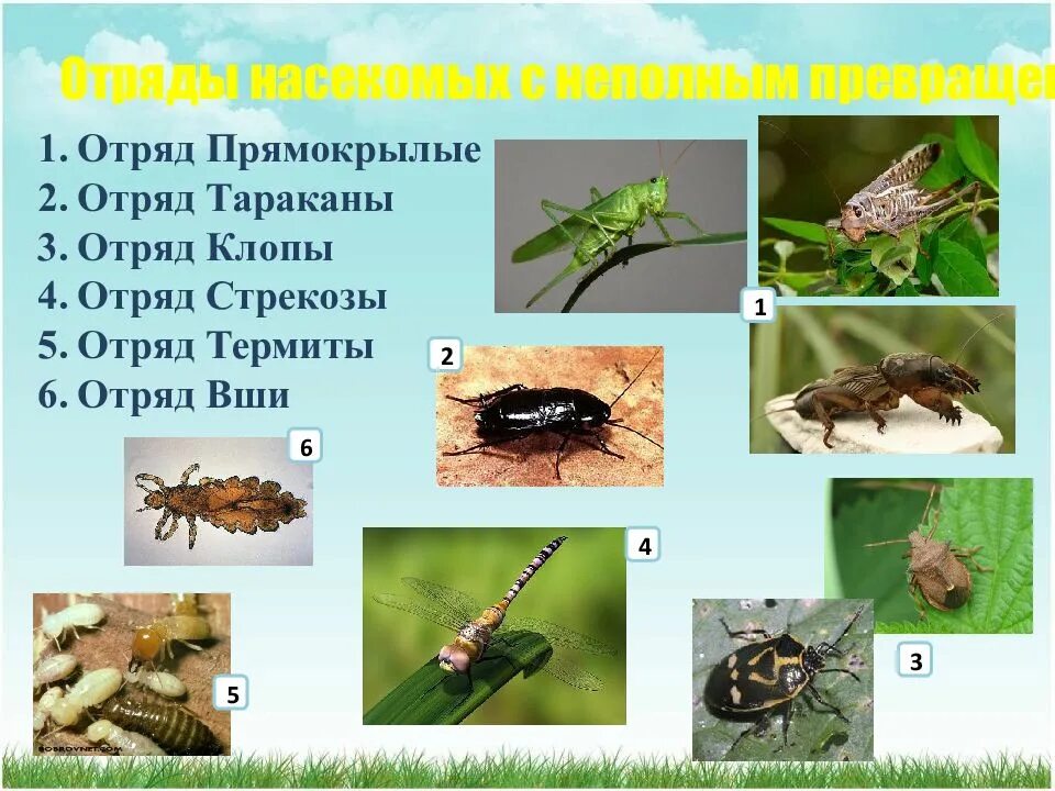 Отряды насекомых с неполным превращением. Отряды насекомых Прямокрылые. Отряды насекомых с неполным превращением отряд в. Развитие с неполным метаморфозом у насекомых.