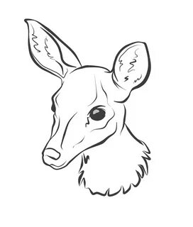 Как нарисовать косулю