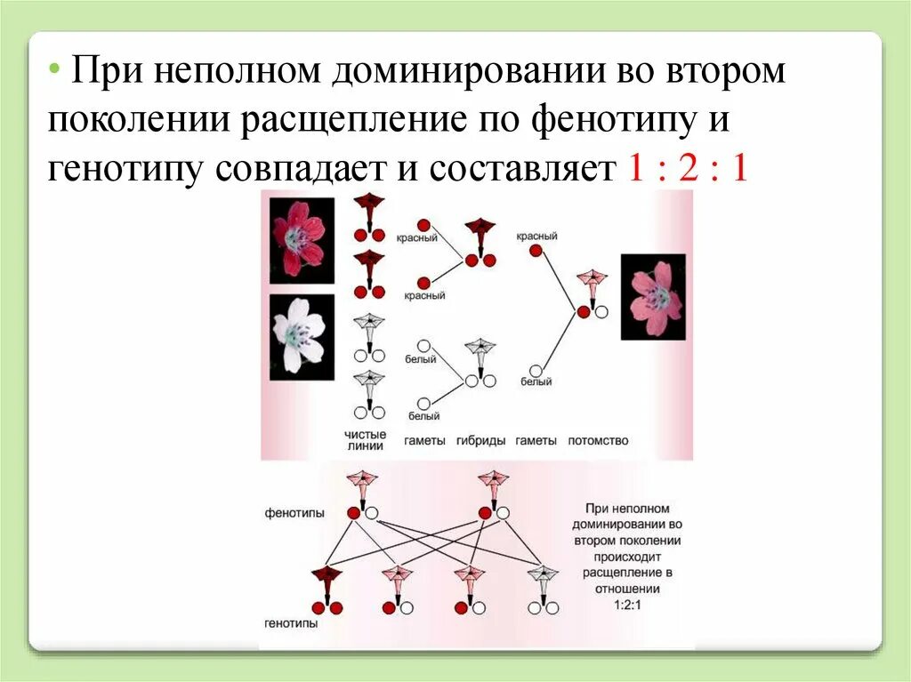 У людей ген курчавых волос неполностью доминирует. Неполное доминирование f1 f2. Моногибридное скрещивание неполное доминирование. Неполное доминирование анализирующее скрещивание. Неполное доминирование расщепление.