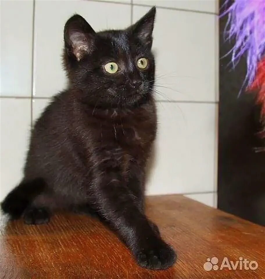 Кошка купить на Зозу.ру