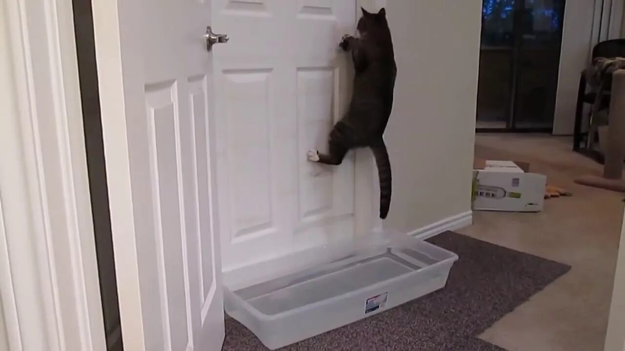 Котенок мяукает туалет. Дверь для кошки. Дверца для кошек. Кот открывает дверь. Дом для кошки с дверями.