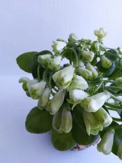 Emerald bell