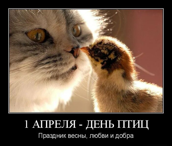 Котики с 1 апреля. 1 апреля кот. с 1 апреля котики. 1 апреля картинки с кошками. с первым апреля котик.