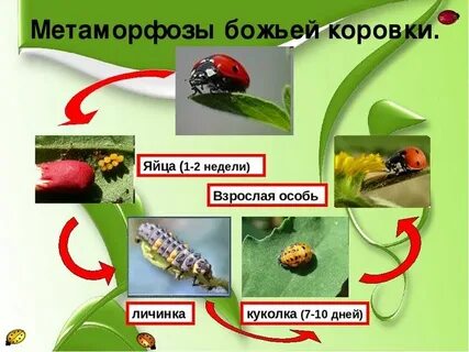 Развитие божьей
