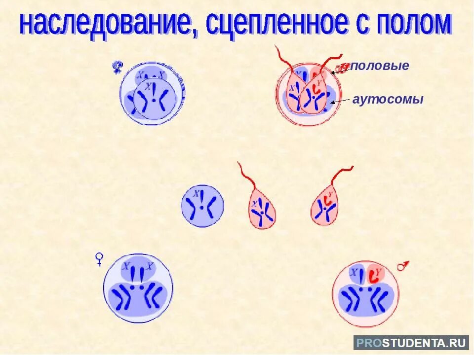 Что значит сцеплен с полом. Наследование сцепленное с полом. наследование признаков сцепленных с полом. назовите признаки сцепленные с полом у животных. сцепленное с полом наследование кошки.