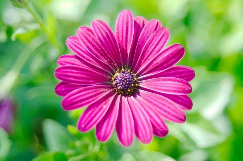 гвоздика малиновая сорта. тюльпан helmar.