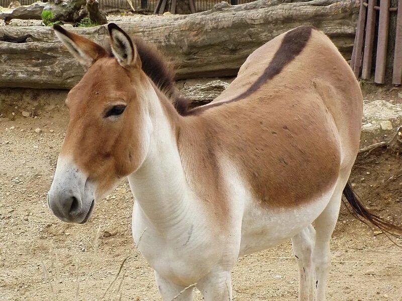 тибетский кулан. тибетский полуосел 5 букв. кочевники в полупустынях. кулан полуосел. кианг лошадь.
