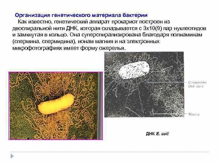 Есть ли наследственный материал у бактерий. Генетический материал бактерий. Генетический аппарат бактерий. Организация наследственного материала бактерий.. Наследственный материал бактерий.