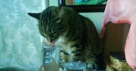 Кошка которая не пей