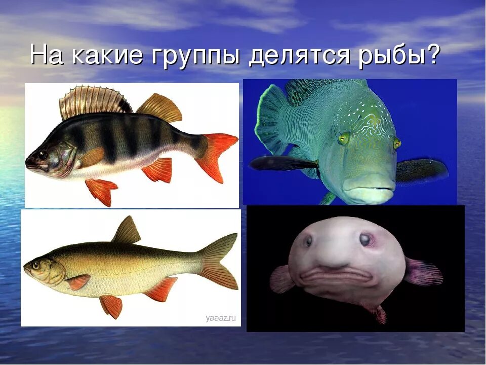 Рыбы группа животных. Группы рыб. Рыба гр. Группа рыбы окружающий мир. Мелкая морская рыбка.