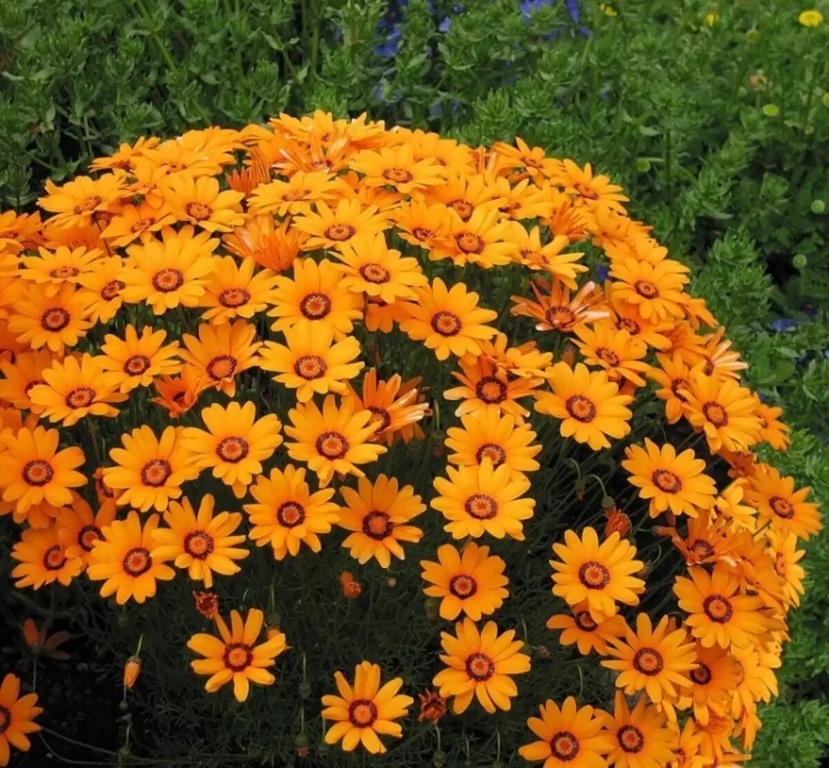 Жизненная форма огурца. Маргаритка африканская остеоспермум. Гайлардия монтана. Однолетнее растение 5 букв. Маргаритка африканская остеоспермум.