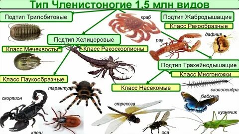 Членистоногие классификация