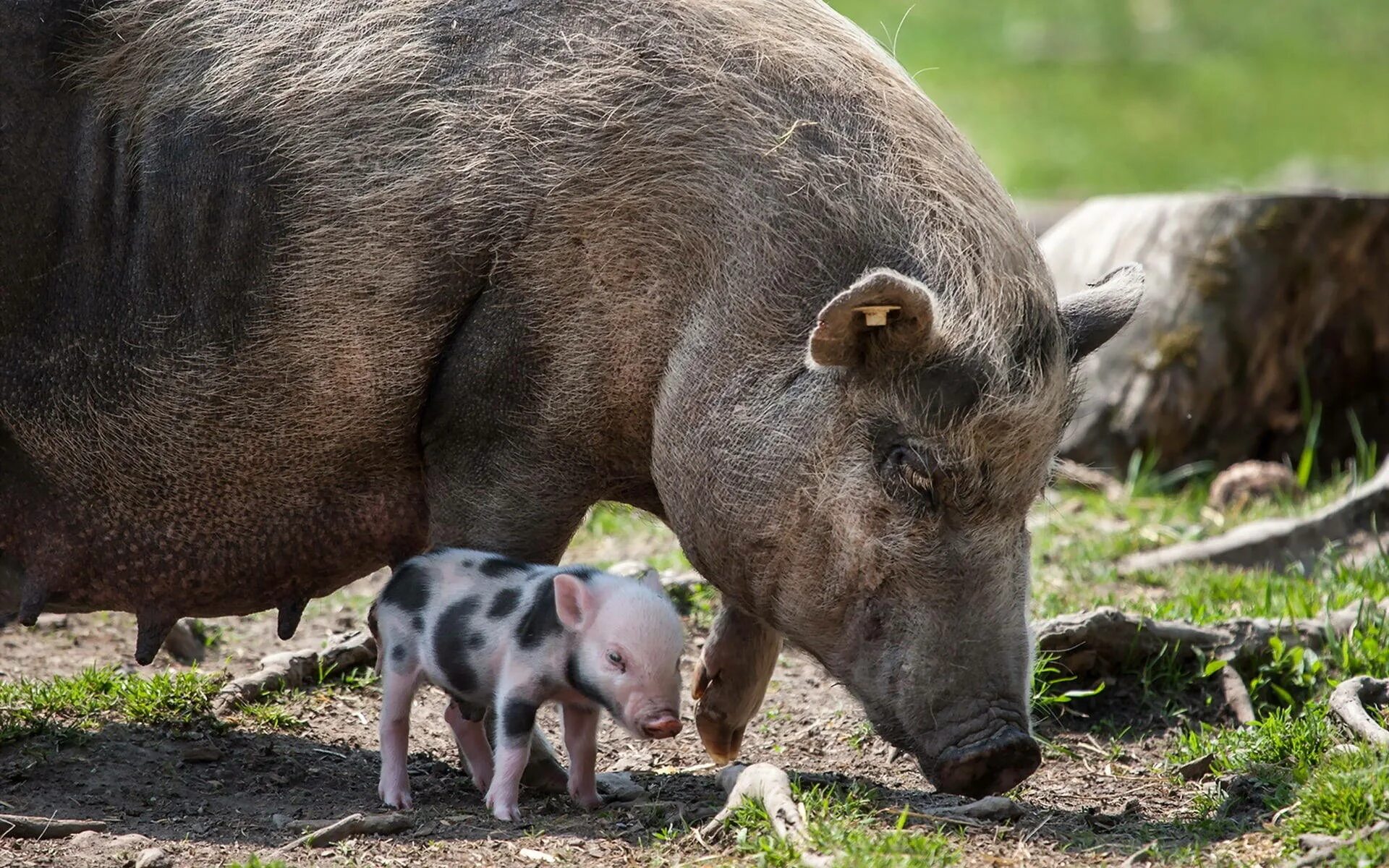 Свинья. Фото свиньи. Домашние животные и Детеныши. Свинья с поросятами. Pig свинья