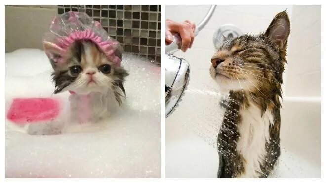 Котятам месяц можно купать. Мытье кошки. Мыло котик. Шапочка для купания кошек. Помытая кошка.