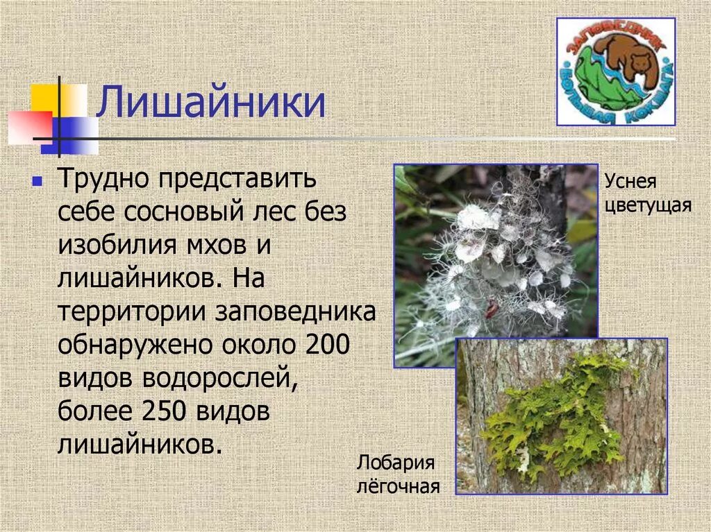 Сообщение о лишайнике
